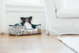 5 Ways to Keep Your Pet Happy and Healthy While You’re Away – P.L.A.Y.