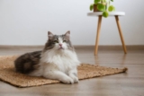 13 Reasons to Keep Cats Indoors: Tips & FAQ