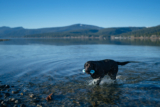 How to Safely Adventure With Your Dog Outdoors – P.L.A.Y.